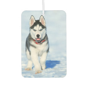 Désodorisant Pour Voiture Sibérien Husky