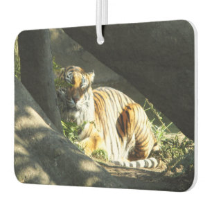 Désodorisant Pour Voiture Tiger Catnap