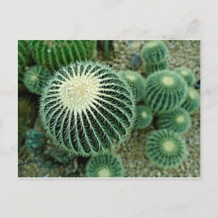 Dessert Cacti Postkarte