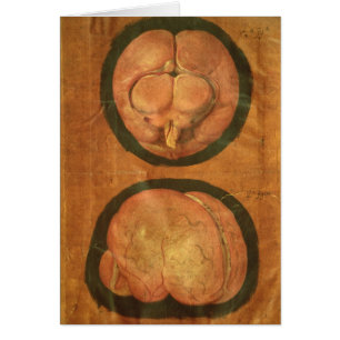 Dessin anatomique de l'esprit humain