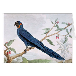 Dessin d'oiseau d'ara de jacinthe