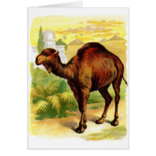 Dessin vintage : Le dromadaire