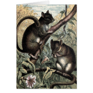 Dessin vintage : Le loir