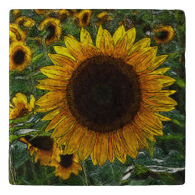 Tournesol_2015_0601