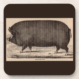 Dessous-de-verre 19th century farm animal print Berkshire sow no. 2