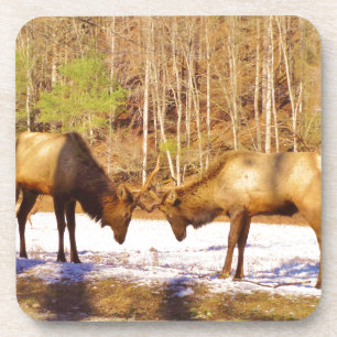Dessous-de-verre 2~ deux Bull Elk dans la neige