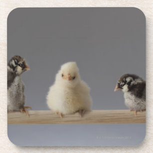 Dessous-de-verre 7 poulets d'animal familier de bébé sur une perche