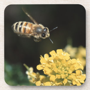 Dessous-de-verre abeille de miel en vol