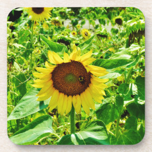 Dessous-de-verre Abeille sur tournesol jaune