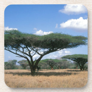 Dessous-de-verre Acacia tortilis (Acacia tortilis), Mkuze