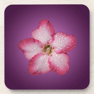 Dessous-de-verre Adénium Fleur Rose Flore Dégradé Violet