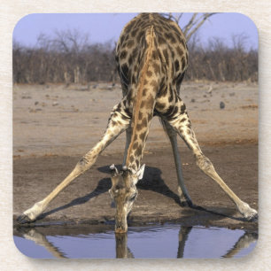 Dessous-de-verre Afrique, Botswana, Parc national de Chobe, Girafe