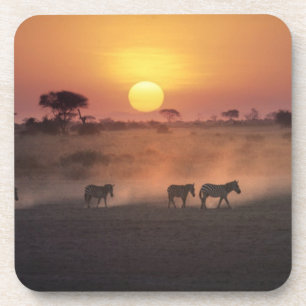 Dessous-de-verre Afrique, Kenya, Amboseli NP. Zèbres marchent vers