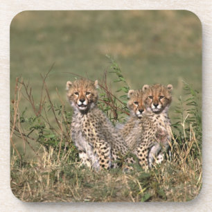 Dessous-de-verre Afrique; Kenya; Masai Mara; Trois bébés guépards