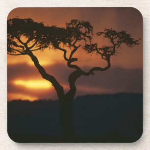 Dessous-de-verre Afrique, Kenya, Réserve de Masai Mara, Cadre