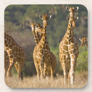 Dessous-de-verre Afrique. Kenya. Troupeau de girafes réticulées