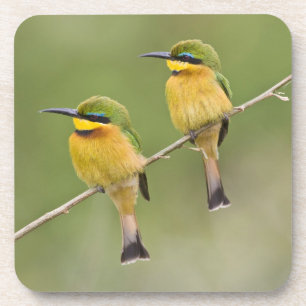 Dessous-de-verre Afrique. Tanzanie. Little Bee Eaters à Manyara