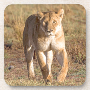 Dessous-de-verre Afrique, Tanzanie, Serengeti. Lion et lionne
