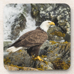 Dessous-de-verre Aigle à tête blanche