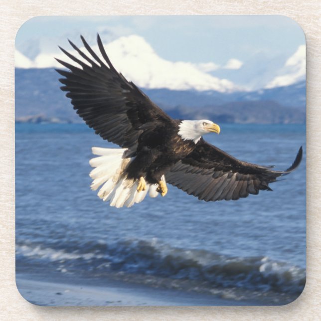 Dessous-de-verre aigle à tête blanche, Haliaeetus leuccocephalus en (Devant)