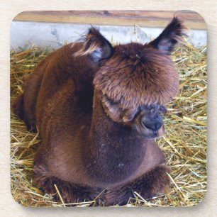 Dessous-de-verre Alpaca