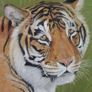 Dessous-de-verre amazing wildlife pictures of big cat tiger 