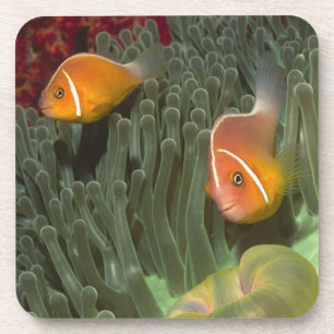Dessous-de-verre Anemonefish rose dans l'actinie de Magnificant