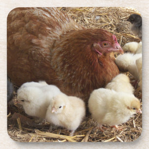Dessous-de-verre animal, poussin, poulet, ferme, mignon, oiseau, bé