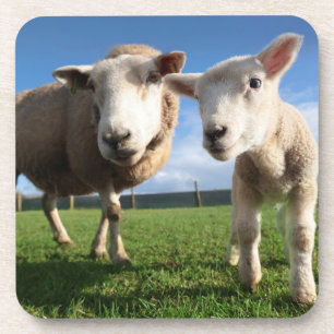 Dessous-de-verre Animaux de bébés cutest   Agneau nouveau-né & mama