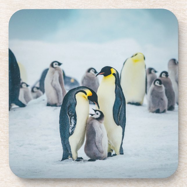 Dessous-de-verre Animaux de bébés cutest | Alimentation de pingouin (Devant)