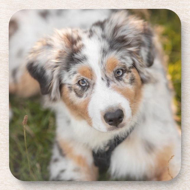 Dessous-de-verre Animaux de bébés cutest | Australian Shepherd Pupp (Devant)