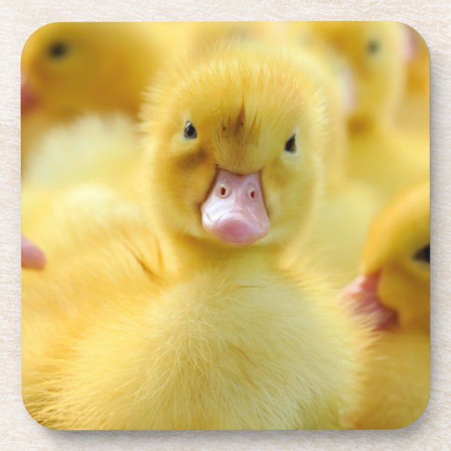 Dessous-de-verre Animaux de bébés cutest | Baby Duck Group (Devant)
