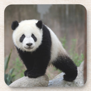 Dessous-de-verre Animaux de bébés cutest   Baby Panda géant