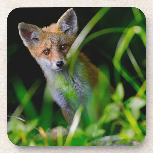 Dessous-de-verre Animaux de bébés cutest | Baby Red Fox (Devant)