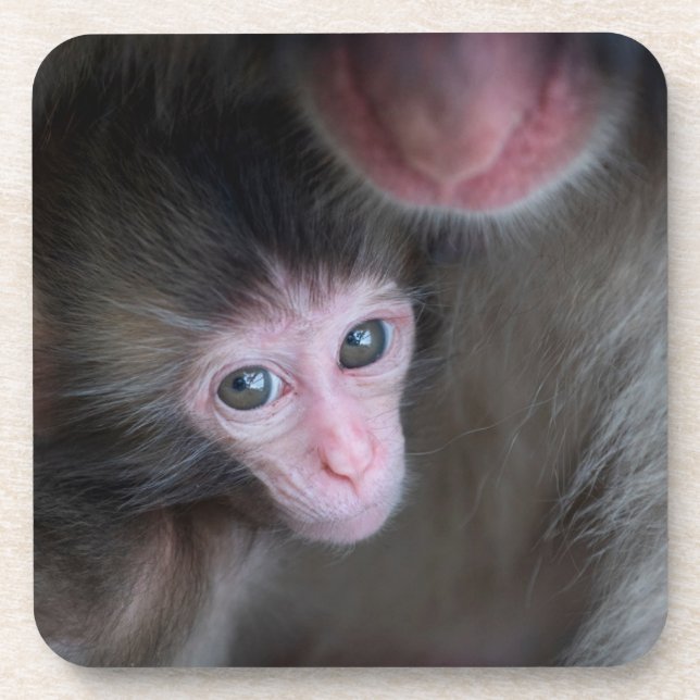 Dessous-de-verre Animaux de bébés cutest | Bébé Macaque singe et mè (Devant)