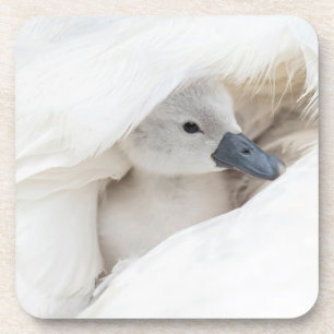 Dessous-de-verre Animaux de bébés cutest   Bébé Mute Swan