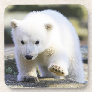 Dessous-de-verre Animaux de bébés cutest   Bébé Ours polaire