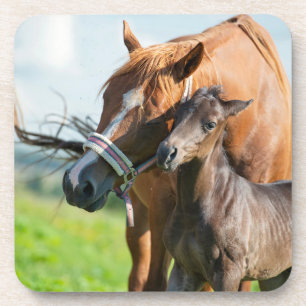 Dessous-de-verre Animaux de bébés cutest   Black Foy avec maman