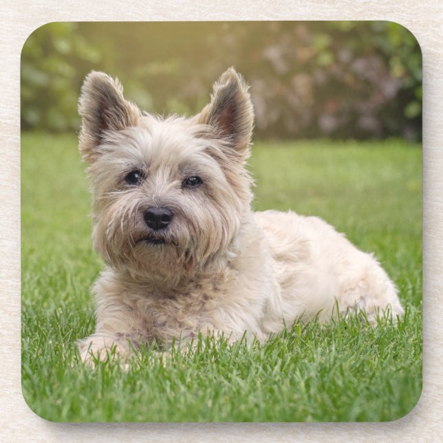 Dessous-de-verre Animaux de bébés cutest | Cairn Terrier Dog (Devant)