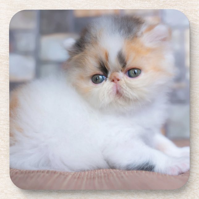 Dessous-de-verre Animaux de bébés cutest | Calico Persian Kitten (Devant)