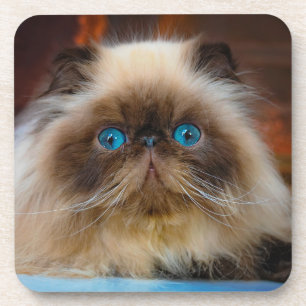 Dessous-de-verre Animaux de bébés cutest   Chat himalayen