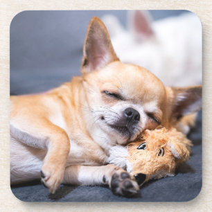 Dessous-de-verre Animaux de bébés cutest   Chihuahua Chig aux cheve