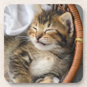Dessous-de-verre Animaux de bébés cutest   Cute Tabby Chat Dormir