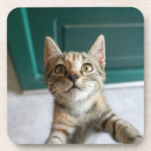 Dessous-de-verre Animaux de bébés cutest   Cute Tabby Kitten