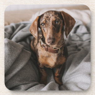 Dessous-de-verre Animaux de bébés cutest   Dachshund Dachshund Dach