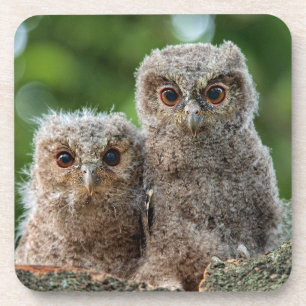 Dessous-de-verre Animaux de bébés cutest   Deux jeunes hiboux