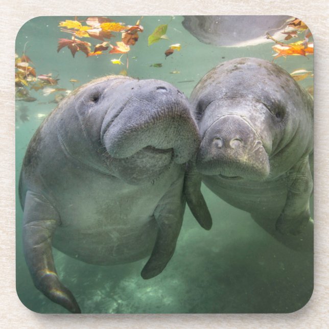 Dessous-de-verre Animaux de bébés cutest | Deux Manatees (Devant)