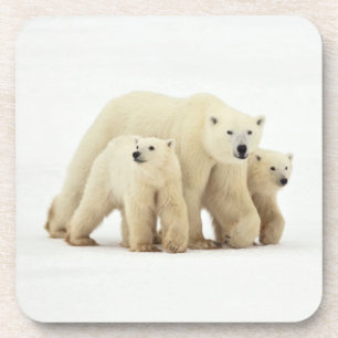 Dessous-de-verre Animaux de bébés cutest   Famille d'ours polaires
