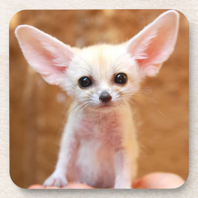 Dessous-de-verre Animaux de bébés cutest | Fennec Fox (Devant)