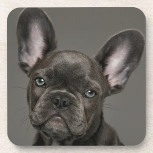 Dessous-de-verre Animaux de bébés cutest   French Bulldog